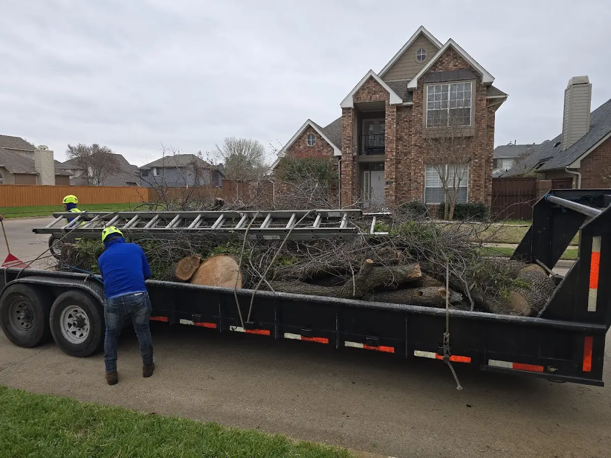 Expert Tree Removal with proper safety equipment in Brewster